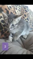 Simbá