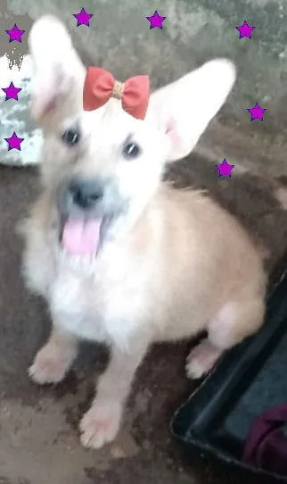 Cachorro ra a SRD-ViraLata idade 2 a 6 meses nome Nika