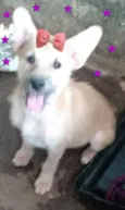 Nika