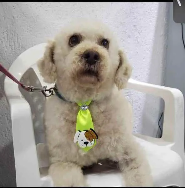 Cachorro raça Podle  idade 6 ou mais anos nome Bartolomeu 