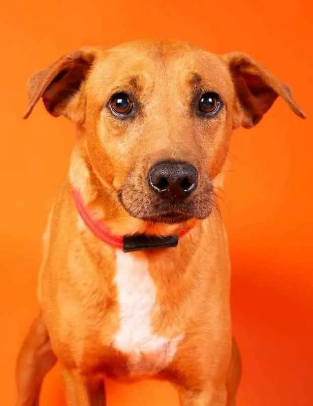 Cachorro raça SRD  idade 2 anos nome Edu 