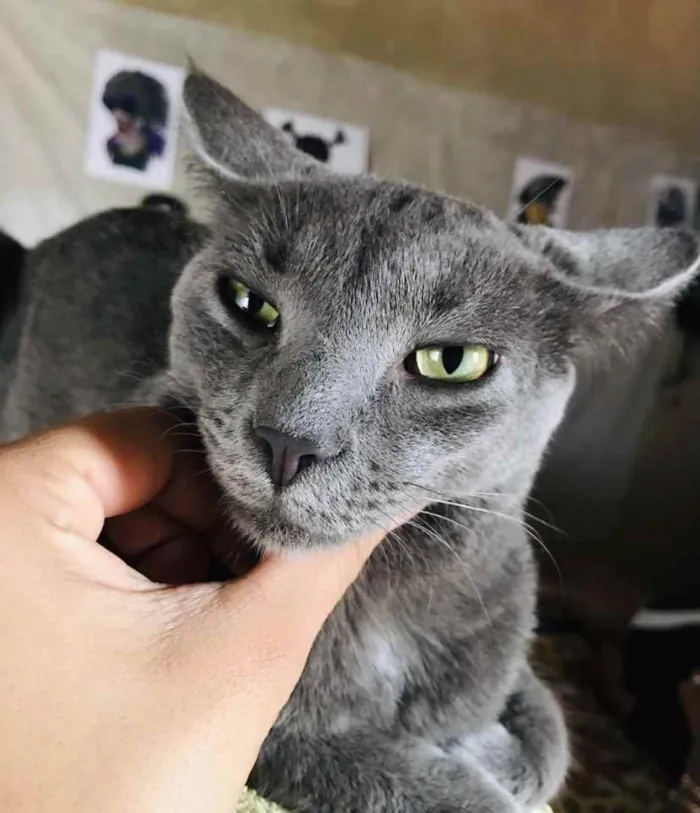 Gato ra a Mestiço  idade 2 a 6 meses nome Jimmy 