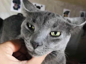 Gato raça Mestiço  idade 2 a 6 meses nome Jimmy 