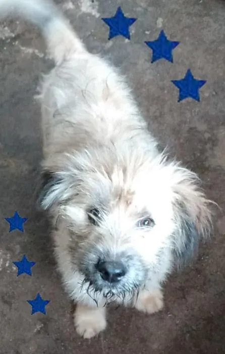 Cachorro ra a SRD-ViraLata idade 2 a 6 meses nome Nino