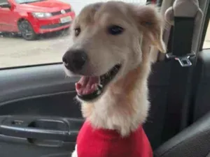 Cachorro raça SRD idade 2 anos nome JADE