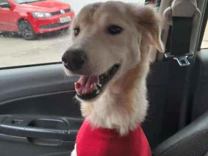 Cachorro raça SRD idade 2 anos nome JADE