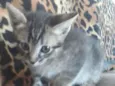 Simbá