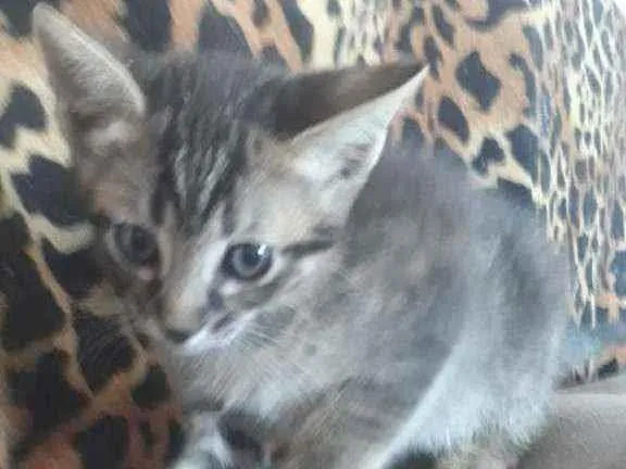 Gato ra a oncinha idade 2 a 6 meses nome Simbá