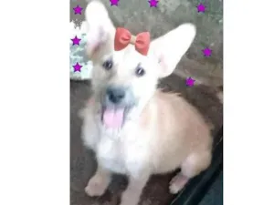 Cachorro raça SRD-ViraLata idade 2 a 6 meses nome Nika