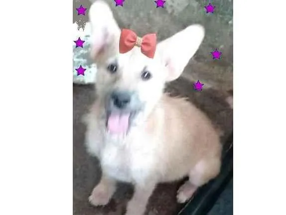 Cachorro ra a SRD-ViraLata idade 2 a 6 meses nome Nika