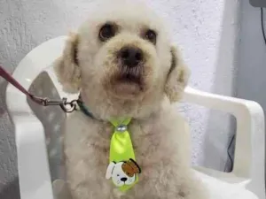 Cachorro raça Podle  idade 6 ou mais anos nome Bartolomeu 