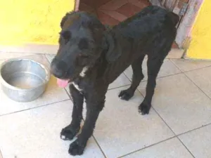 Cachorro raça SRD  idade 2 anos nome Pirata 