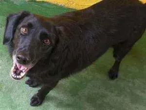 Cachorro raça SRD  idade 3 anos nome Chop