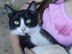 Gato raça SRD  idade 7 a 11 meses nome Tom 
