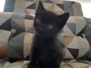 Gato raça SRD  idade Abaixo de 2 meses nome Princess 