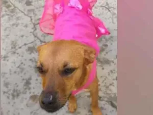 Cachorro raça SRD  idade 3 anos nome Penélope 