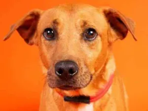 Cachorro raça SRD  idade 2 anos nome Edu 