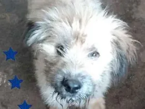 Cachorro raça SRD-ViraLata idade 2 a 6 meses nome Nino