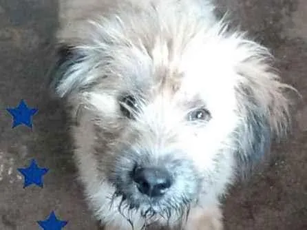 Cachorro ra a SRD-ViraLata idade 2 a 6 meses nome Nino
