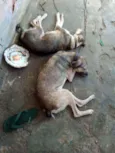 Pandora e dora