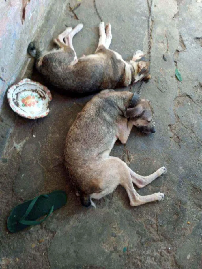 Cachorro raça Vira lata idade 2 anos nome Pandora e dora