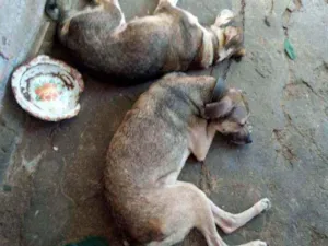 Cachorro raça Vira lata idade 2 anos nome Pandora e dora