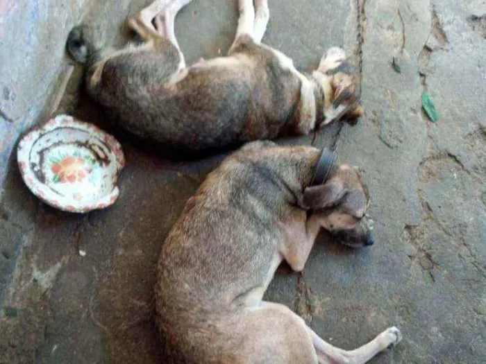 Cachorro raça Vira lata idade 2 anos nome Pandora e dora