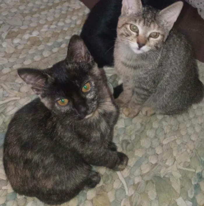 Gato raça SRD idade 2 a 6 meses nome Sem nome