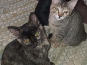 Gato raça SRD idade 2 a 6 meses nome Sem nome