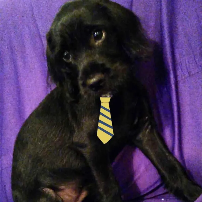 Cachorro ra a Mestiço  idade 2 a 6 meses nome Thor 