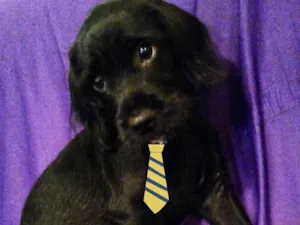 Cachorro raça Mestiço  idade 2 a 6 meses nome Thor 
