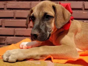 Cachorro raça Mestiça  idade 2 a 6 meses nome Maya 