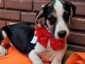 Cachorro raça Mestiça  idade 2 a 6 meses nome Vicky 