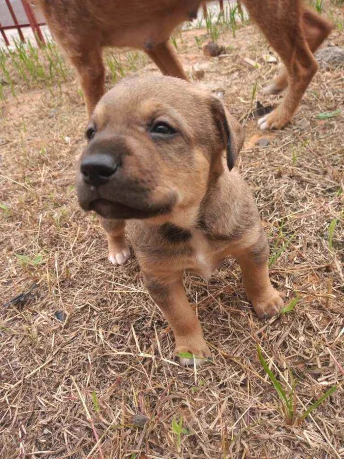 Cachorro ra a SRD idade Abaixo de 2 meses nome Sem nome