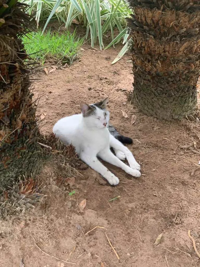 Gato ra a Raça vira lata  idade 1 ano nome Simba (Castrado)