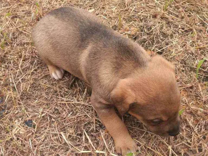 Cachorro ra a SRD idade Abaixo de 2 meses nome Sem nome