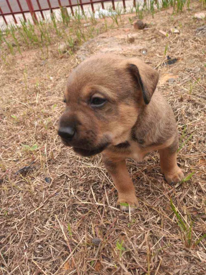 Cachorro ra a SRD idade Abaixo de 2 meses nome Sem nome