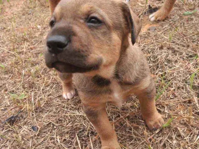 Cachorro ra a SRD idade Abaixo de 2 meses nome Sem nome