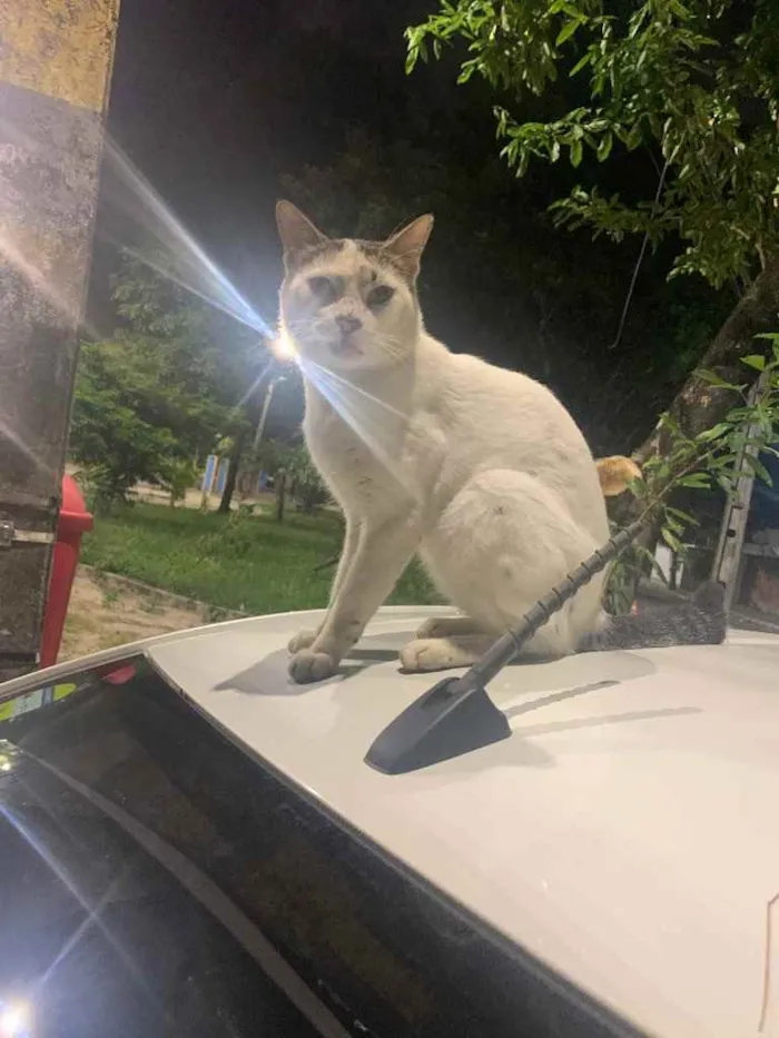 Gato ra a Raça vira lata  idade 1 ano nome Simba (Castrado)