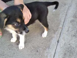 Cachorro raça  idade 2 a 6 meses nome Thor