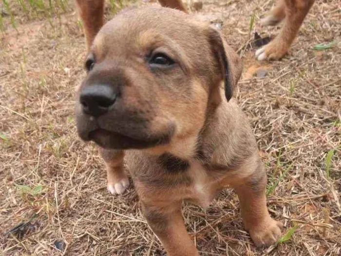 Cachorro ra a SRD idade Abaixo de 2 meses nome Sem nome