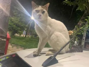 Gato raça Raça vira lata  idade 1 ano nome Simba (Castrado)