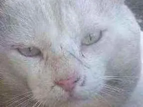 Gato raça Srd idade 5 anos nome Floquinho