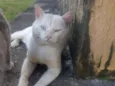 Floquinho