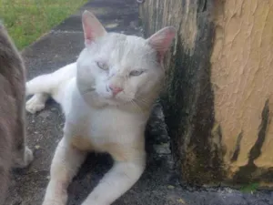 Gato raça Srd idade 5 anos nome Floquinho