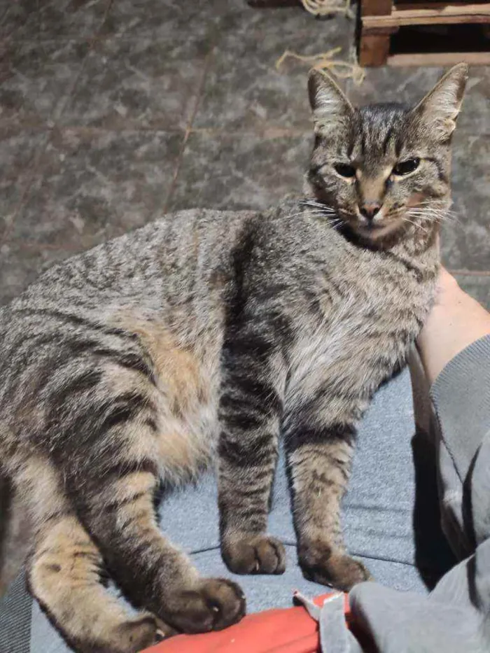 Gato ra a não definida idade 6 ou mais anos nome Hermes