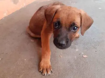 Cachorro raça Pointer Inglês idade 7 a 11 meses nome Snoop