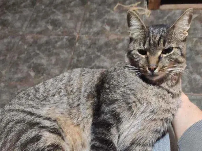 Gato ra a não definida idade 6 ou mais anos nome Hermes