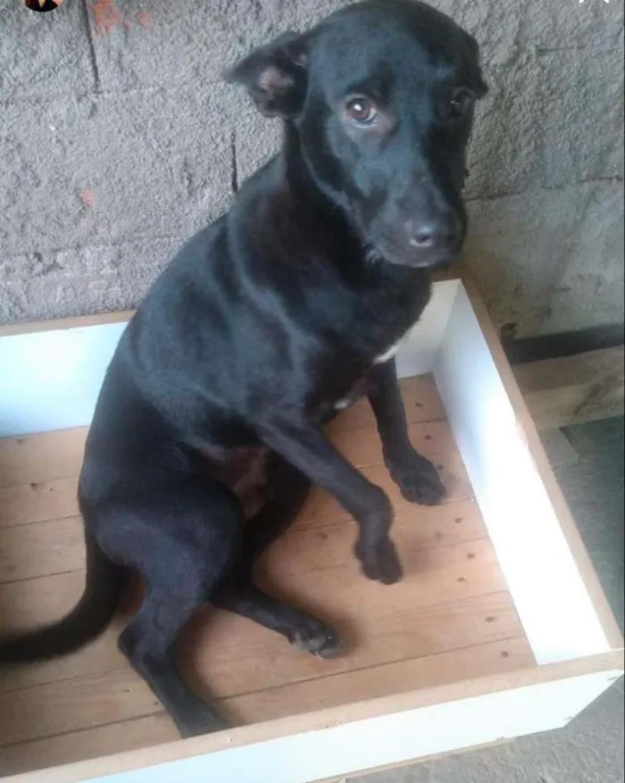 Cachorro ra a SRD-ViraLata idade 2 a 6 meses nome Blaide