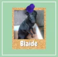 Blaide